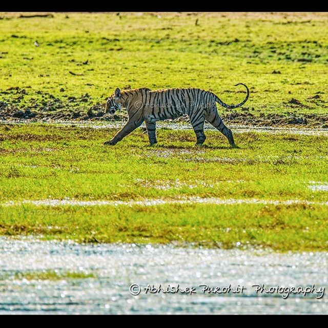 animal themes, grass, one animal, field, domestic animals, auto post production filter, wildlife, transfer print, mammal, grassy, full length, side view, animals in the wild, green color, bird, horse, livestock, outdoors, nature, day