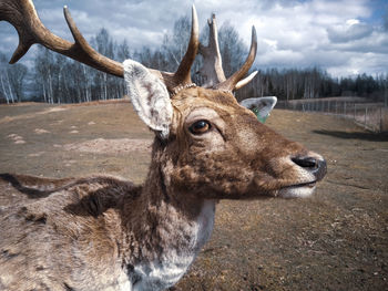 Deer in a field