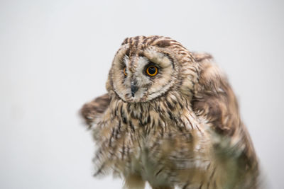 Portrait of owl perching on white background