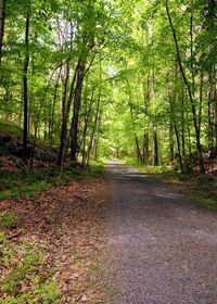 Road amidst trees in forest