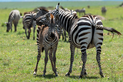 Zebras standing on land during sunny day