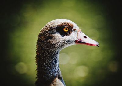 Close-up of a bird looking away