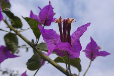 Close-up of pink flowering plant