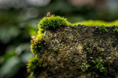 Close-up of plant