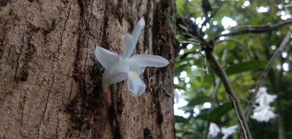 Close-up of white flower against tree trunk