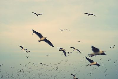 Flock of birds flying against sky