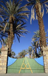 Low angle view of palm trees against blue sky