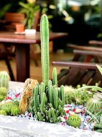 Close-up of cactus plant in market