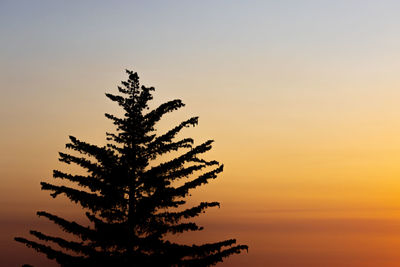 Low angle view of tree against sky during sunset