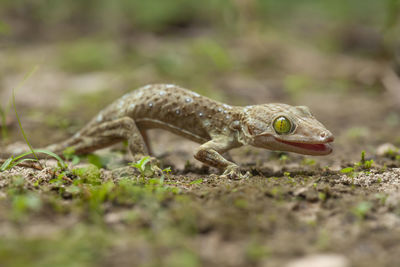 Close-up of lizard on field