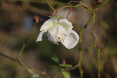 Close-up of white flowering plant