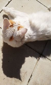 High angle view of cat resting