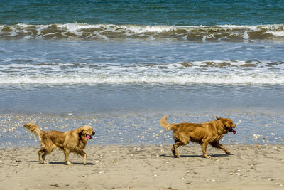 Dog on beach