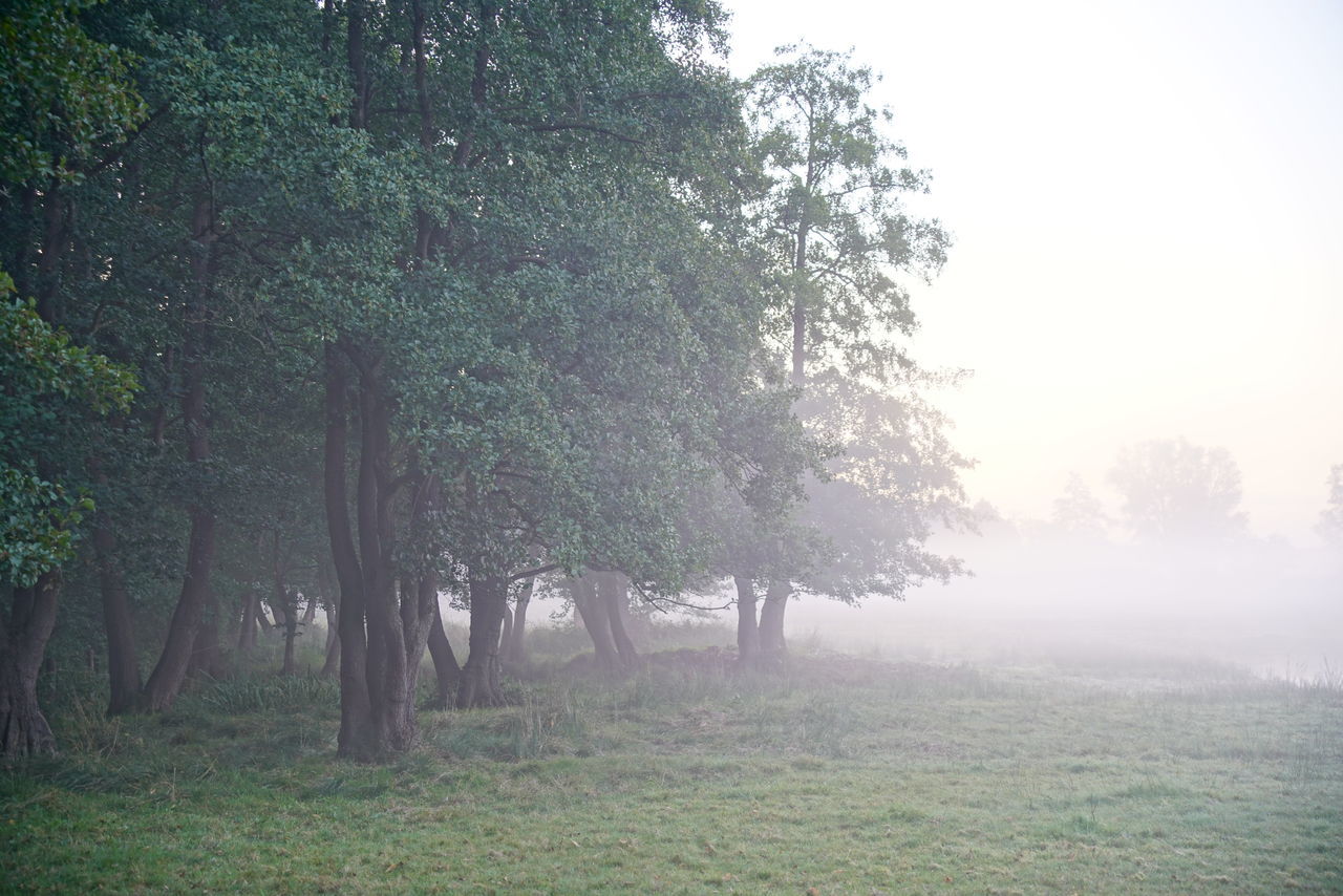 TREES ON LANDSCAPE WITH FOG