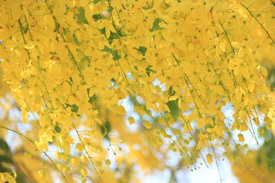 Full frame shot of yellow flowering plant