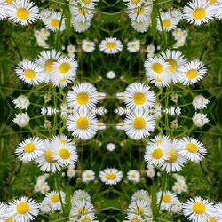 High angle view of daisies blooming outdoors