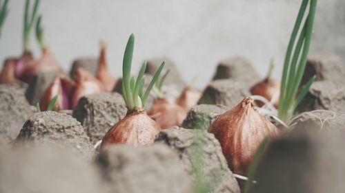 Close-up of green onions growth in egg tray, carton
