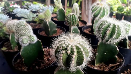 High angle view of cactus plants