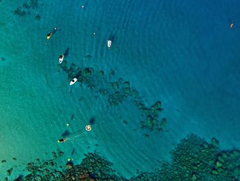 High angle view of fishes swimming in sea