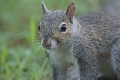 Close-up of squirrel