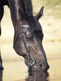 Close-up of horse in water