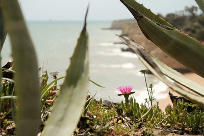 Close-up of pink flowering plants by sea