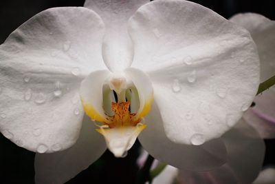 Close-up of wet white flower blooming outdoors