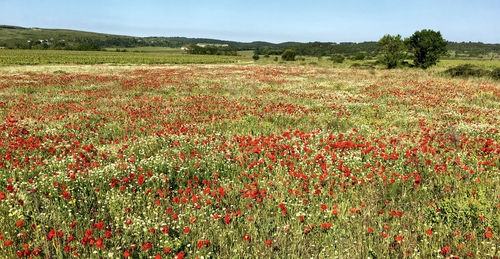 Red poppies on field against sky
