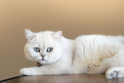 Close-up portrait of a cat