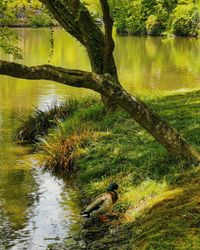 Bird in a lake