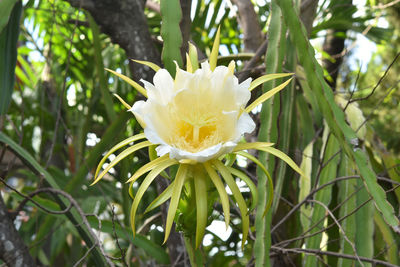 Close-up of white flowering plant