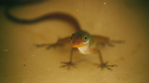 Close-up of lizard in water