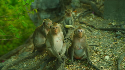 Monkey sitting in a forest