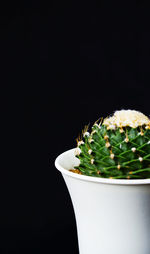 Close-up of succulent plant against black background