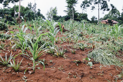 Close-up of plants growing on field