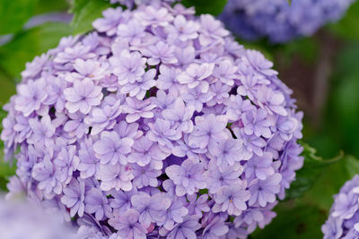 Close-up of purple hydrangea flowers