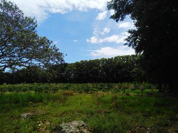 Scenic view of forest against sky