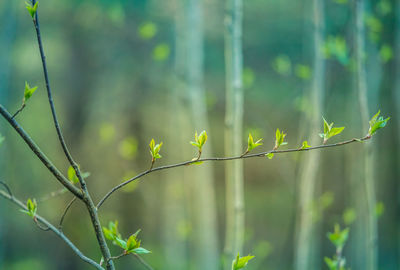Beautiful, fresh leaves of the bird cherry tree in the spring. 