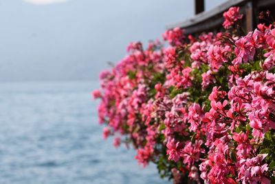Close-up of pink flowers blooming by sea against sky