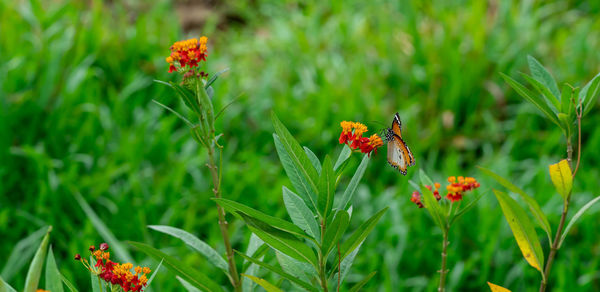 Close-up of butterfly pollinating on flower