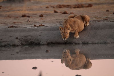 Lioness interrupts drinking to stare at me. reflection in the water, late afternoon light