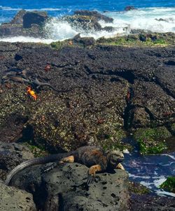 High angle view of crab on beach