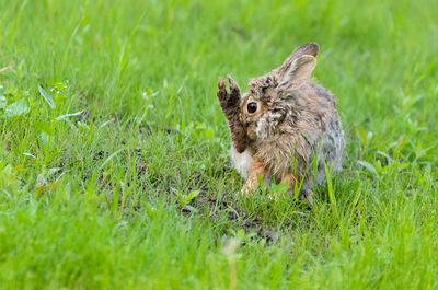 Side view of hare sitting on grassy field