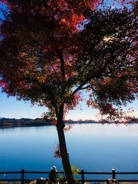 Tree by lake against sky during autumn