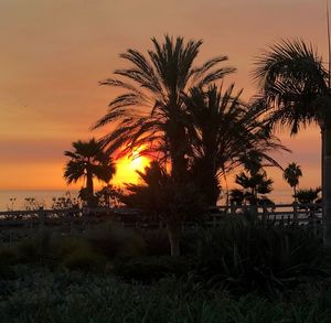 Silhouette of palm trees at beach during sunset