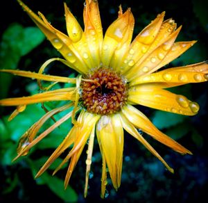 Close-up of yellow flower