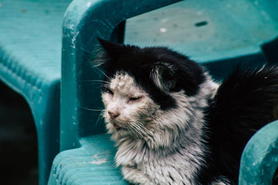 Close-up of cat looking away