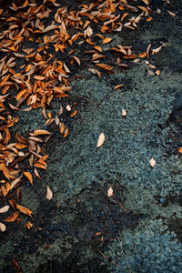 High angle view of dry leaves on field