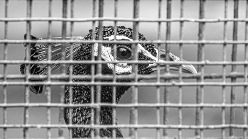 Close-up of an animal cage in zoo