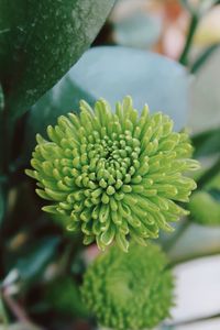 Close-up of flowering plant